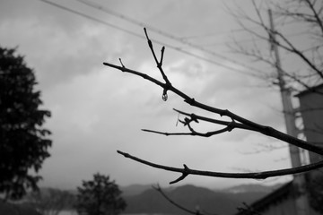 雫