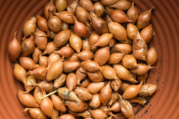 Closeup of onion sets in a bowl, top view