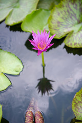 Beautiful pink lotus flower on a reflecting pool.