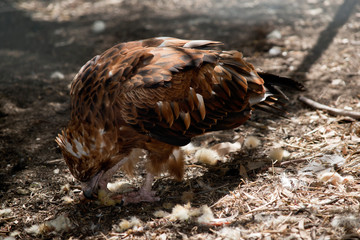 a black kite eating