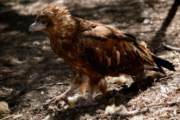 black kite eating