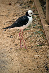 a side view of a black winged stilt