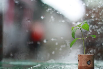 small plants with glass background when it rains and free space for text