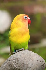 love birds are colorful and beautiful