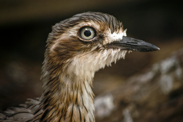 Fototapeta premium A close up of a bush stone curlew