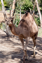 a dromedary camel outdoors