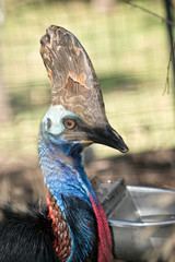 this is a close up of a cassowary
