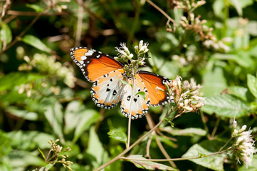 Plain tiger butterfly with open wings feeding on flower