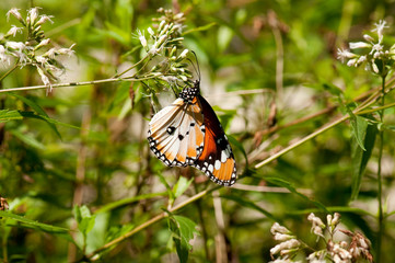 Male Plain Tiger butterfly is feeding on small white flower
