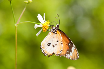 Male plain tiger butterfly feeding on flower