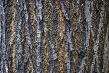 Brown tree bark background
