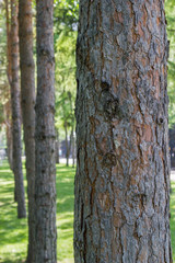 Trunks of the trees in the park
