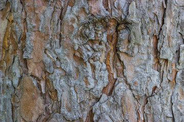 Brown tree bark background