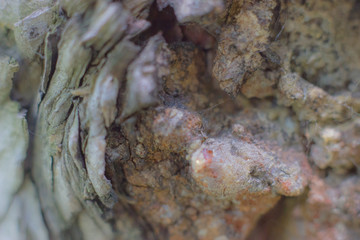 Bark of a tree macro