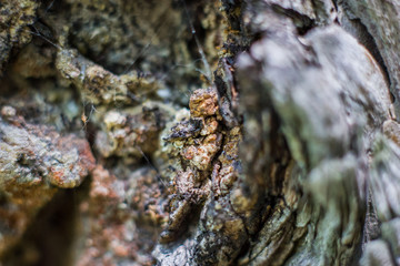 Bark of a tree macro