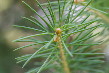 Naklejka na ściany i meble Tip of pine tree branch closeup