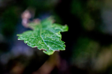 Close up of the green leaf