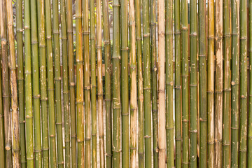 The background of the wall made of bamboo bamboo fence texture background