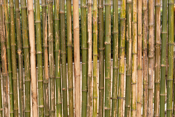 The background of the wall made of bamboo bamboo fence texture background