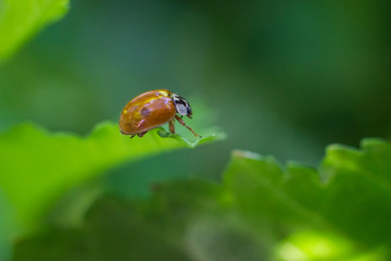 Closeup of the ladybug on the green leaf