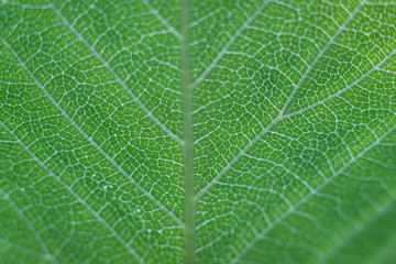Green leaf texture closeup background