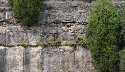 Trees Growing in a Rock Face