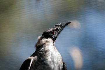 Fototapeta premium this is a close up of a noisy friar bird