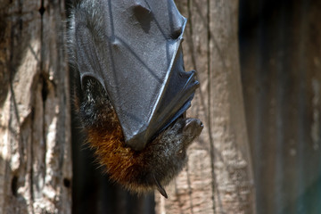 a fruit bat hanging