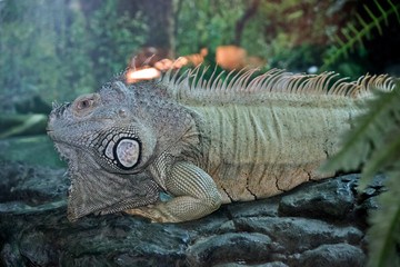 A close up of a green iguana resting