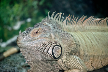 A close up of a green iguana resting