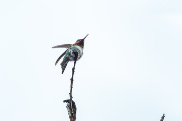 tiny beautiful Ana's humming bird resting on the tip of a twig under bright sky flipping its wings