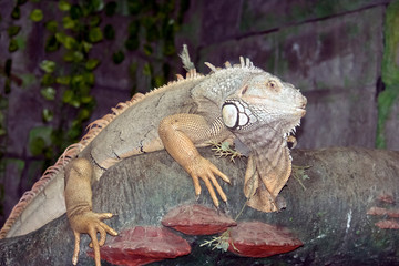 A close up of a green iguana