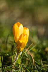 couple yellow crocus flowers on green grass field under the sun with creamy green background