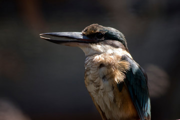 this is a close up of a kingfisher
