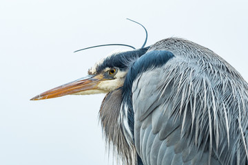 close up portrait of one great blue heron resting under the wind under overcast sky
