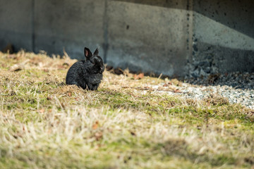 portrait of little cute black bunny sitting on dry grass field under the sun