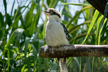 a  laughing kookaburra in a tree