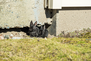 two cute black bunnies taking a nap under the sun near cracked concrete wall near the grass field