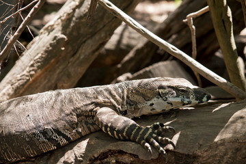 this is a close up of a lace monitor lizard