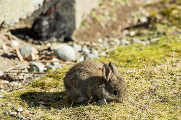 cute tiny brown bunny eating on grass field besides concrete wall on a sunny day