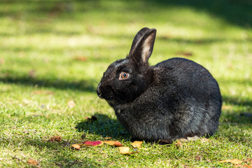 cute tiny black rabbit sitting besides apple peel on green grass field in the park under the sun 