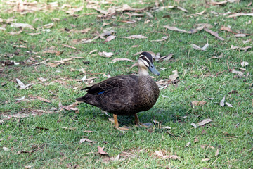 pacific black duck in a field