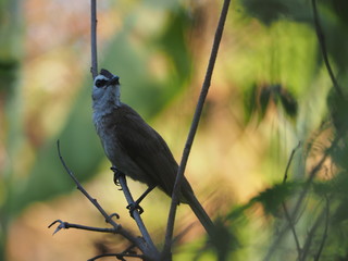 Beautiful bird. Close up bird on tree.