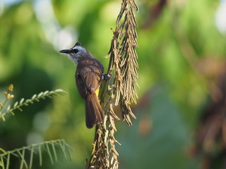 Beautiful bird. Close up bird on tree.