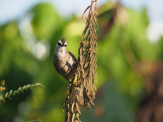 Beautiful bird. Close up bird on tree.