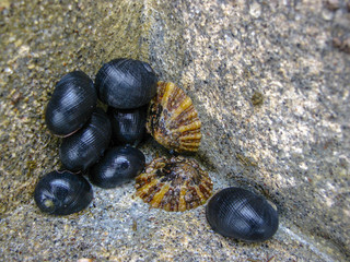 sea snails and limpets on a rcok