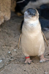a fairy penguin on land