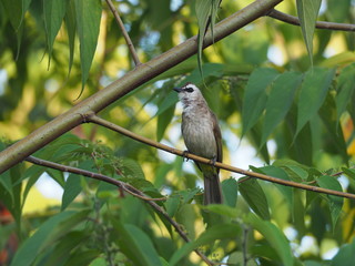 Beautiful bird. Close up bird on tree.