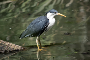 a pied hern in water