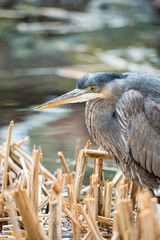 portrait of a great blue heron standing in brown grass filled pond focused on searching for food